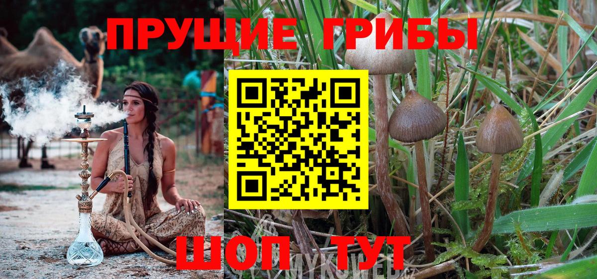 Галлюциногенные грибы Cubensis  Вход с VPN  Галлюциногенные грибы мицелий  Якутск 